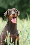 DOBERMANN 238